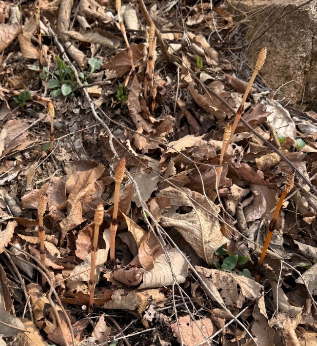 官方回应男童疑发现金矿：有可能