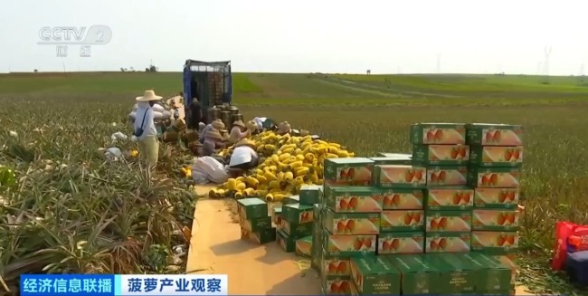 “菠蘿的海”豐收了 全國三分之一的菠蘿來自這里