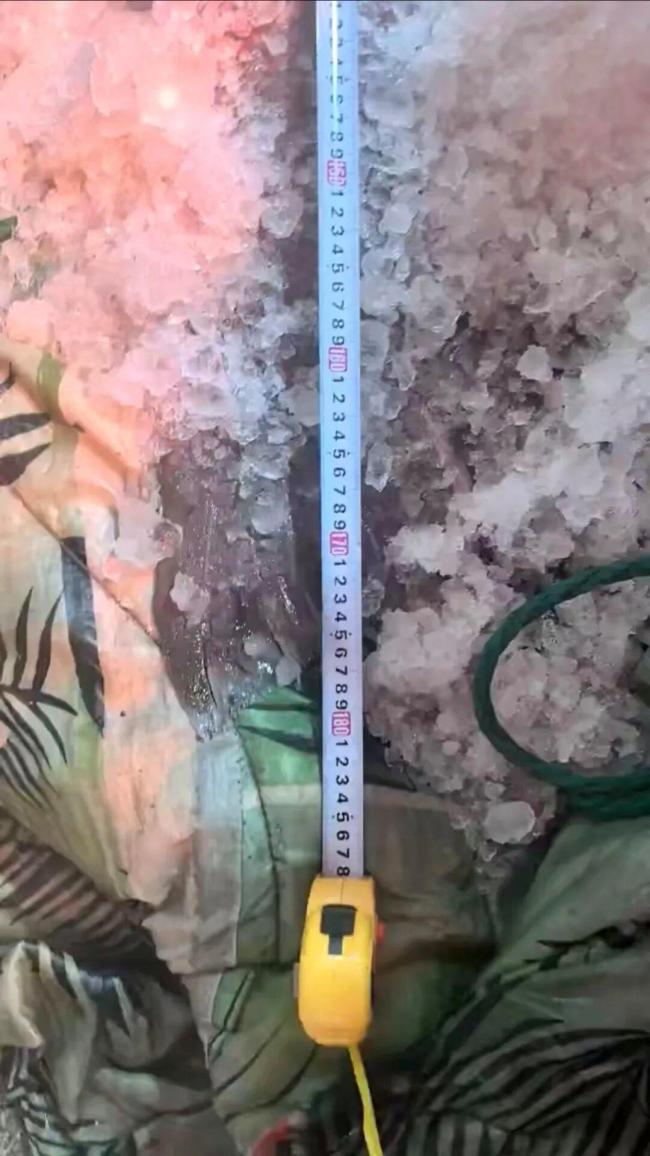 宁波渔民东海捕获巨型龙趸 罕见大鱼引围观