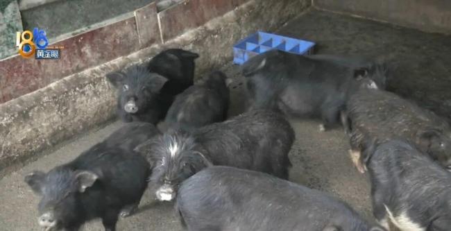 网购的猪“越狱”买家申请仅退款