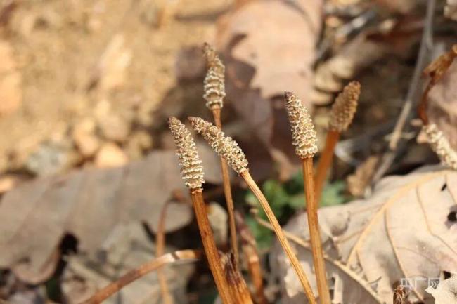 男童疑发现金矿所在地加强保密管理 好奇心引发勘查热潮