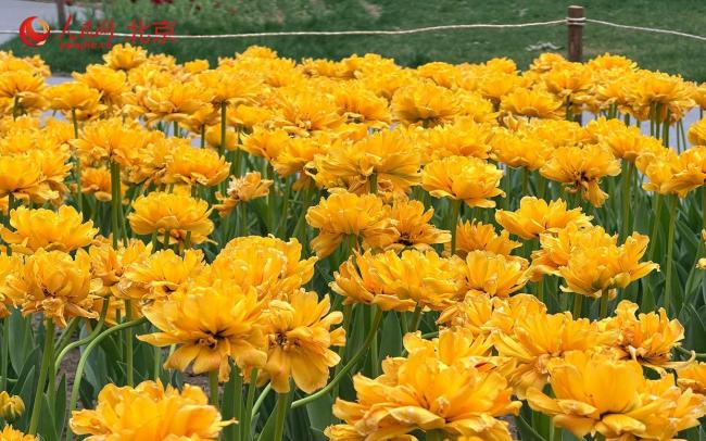 气温回升春意浓 北京迎来踏青赏花好时节 郁金香盛开吸引游人
