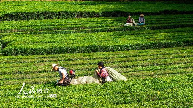 湖北英山：机采春茶