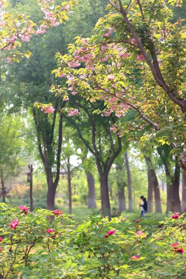 在南海子公园赴一场牡丹之约