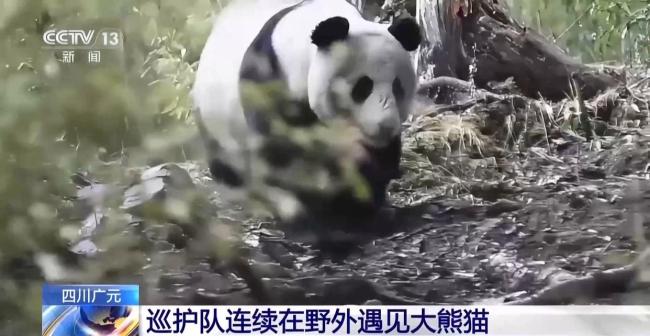 巡护队连续两天遇见三只野生大熊猫