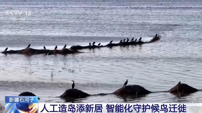 天山南北候鳥云集 新疆修復(fù)濕地留萬鳥繁殖棲息