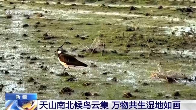 天山南北候鸟云集 新疆修复湿地留万鸟繁殖栖息