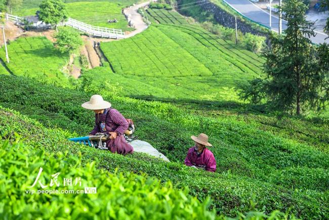湖北英山：机采春茶