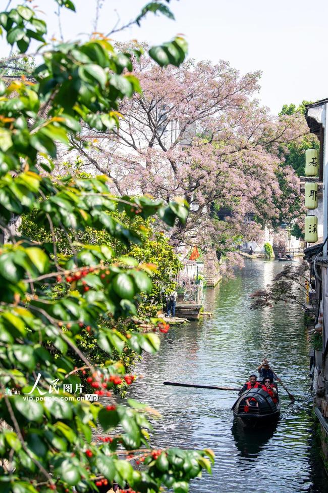 浙江绍兴：苦楝花开引客来 千年古城添诗意