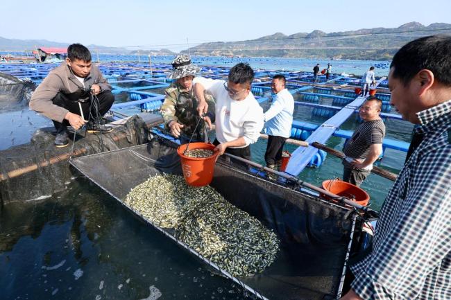 “海上粮仓” ——福建宁德大黄鱼鱼苗陆续投放