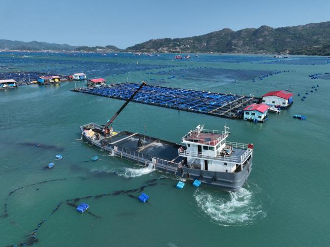 “海上粮仓” ——福建宁德大黄鱼鱼苗陆续投放
