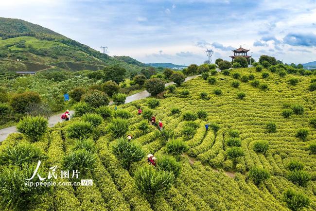 安徽蕪湖：茶園美如畫