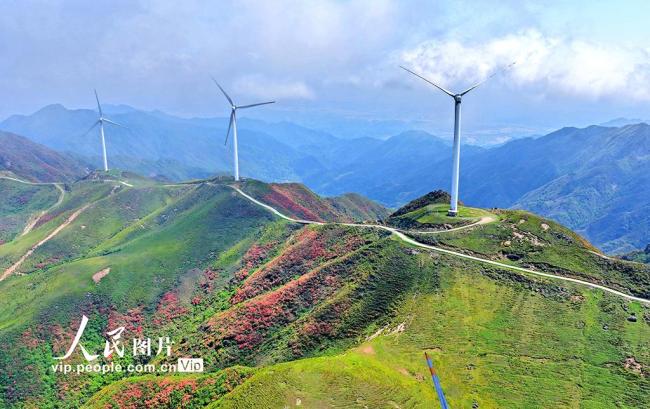 湖南常寧：杜鵑盛開 “風”景如畫