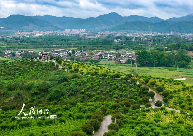 安徽芜湖：茶园美如画