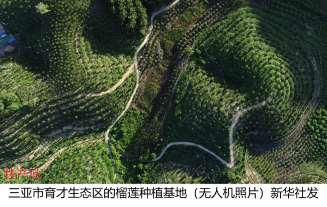 榴莲价格近乎腰斩：五一榴莲自由到来
