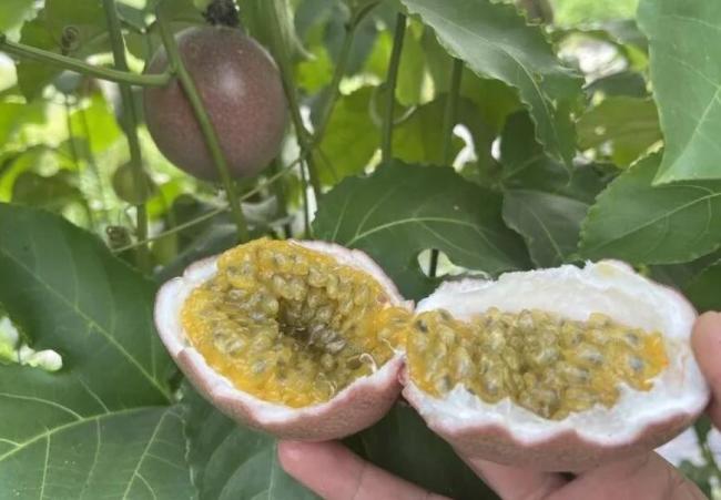 芒果凤梨里没芒果 蜜桃百香果里没桃 营销马甲揭秘