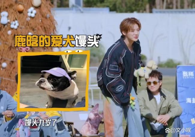 鹿晗的狗狗馒头9岁了 暖心考量背后的尊重