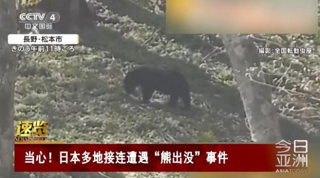 日本多地接连遭遇“熊出没” 巨熊频现引关注