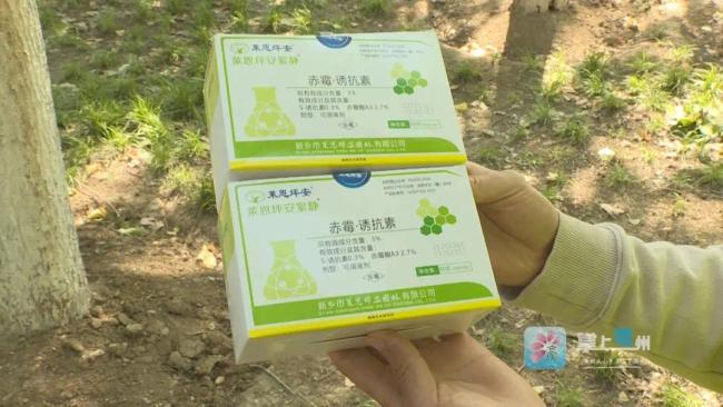 如何给杨树“科技绝育”减少飞絮？