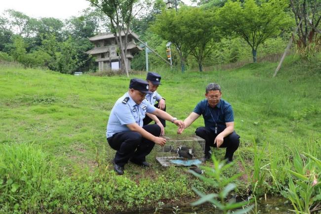 警方查酒驾偶然牵出非法狩猎 10只保护动物获救