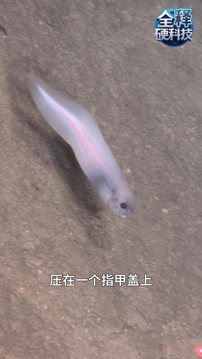 中国领衔解锁南半球深渊密码 探索深海新物种与地震遗迹