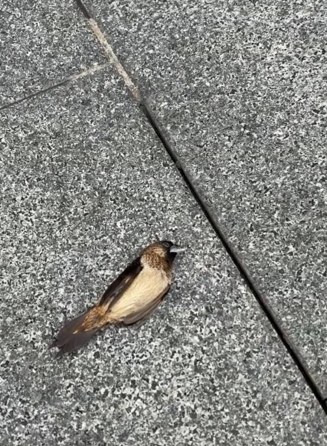深圳一大厦附近多只小鸟坠亡