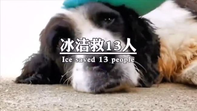 汶川地震67只搜救犬都已离世，致敬这些无言的小英雄！