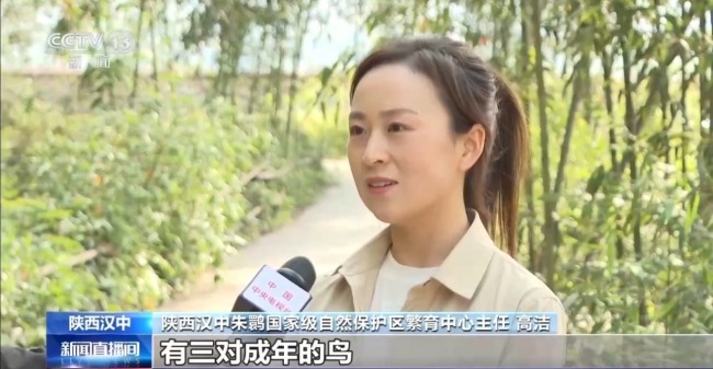 10只朱鹮“迁居” 系首次调配入闽
