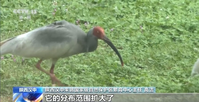 10只朱鹮“迁居” 系首次调配入闽