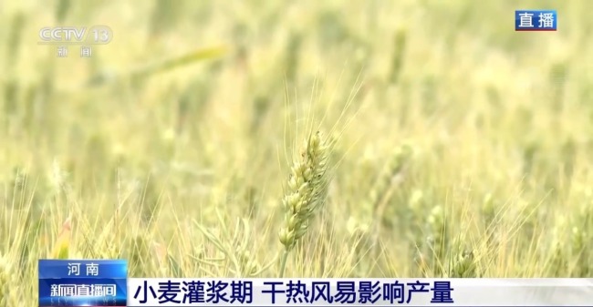 干熱風預警拉響 小麥灌漿期如何保豐收？海報