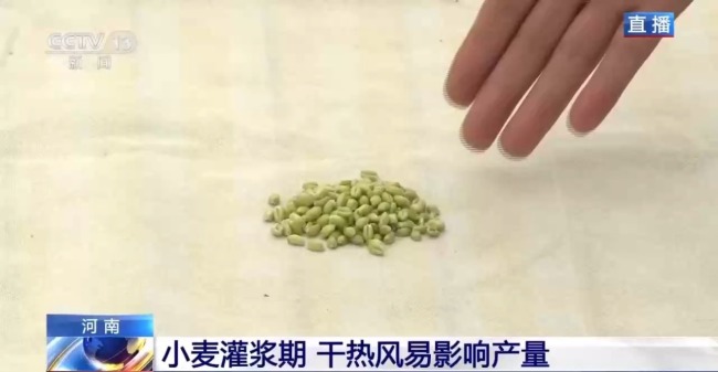 干熱風(fēng)預(yù)警拉響 小麥灌漿期如何保豐收？