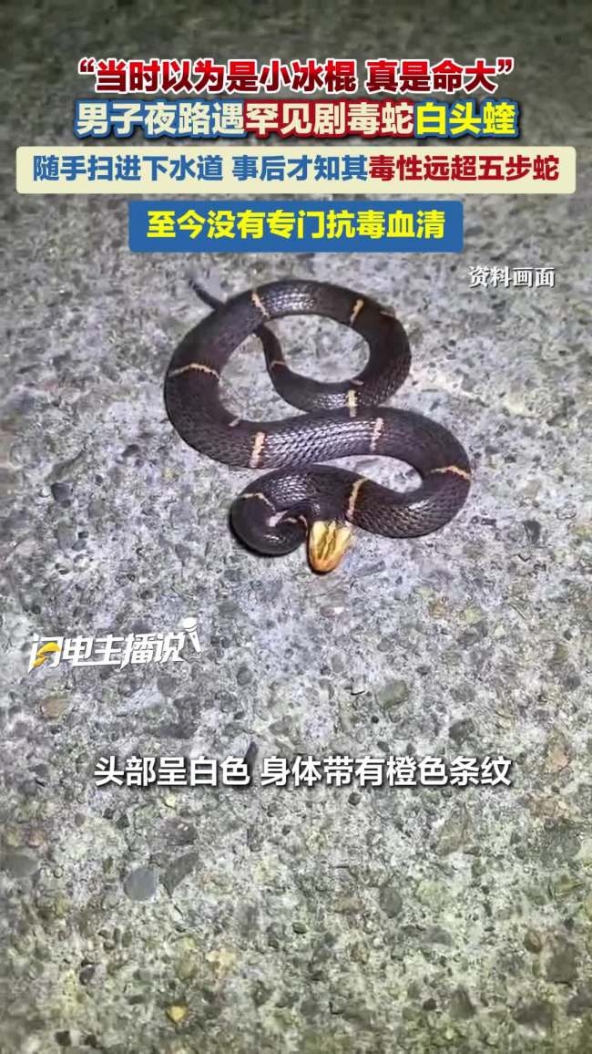 男子夜路遇罕见剧毒蛇白头蝰
