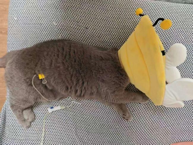 独居青年每月花5000元给猫续命 一场晚年生活的提前彩排