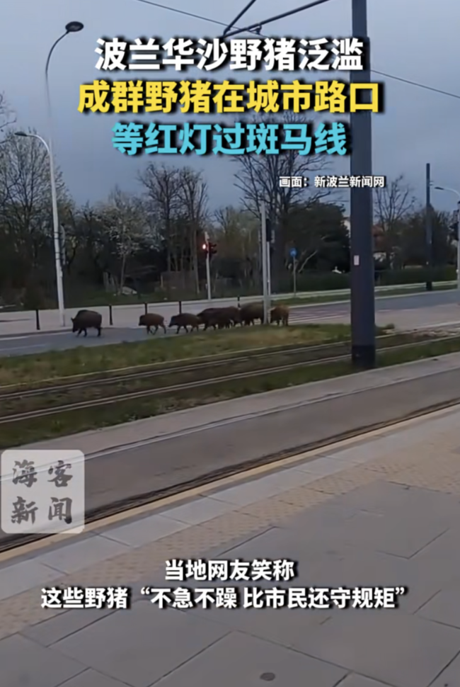 波兰野猪路口等红灯 机器人“爱德华”赶猪成网红