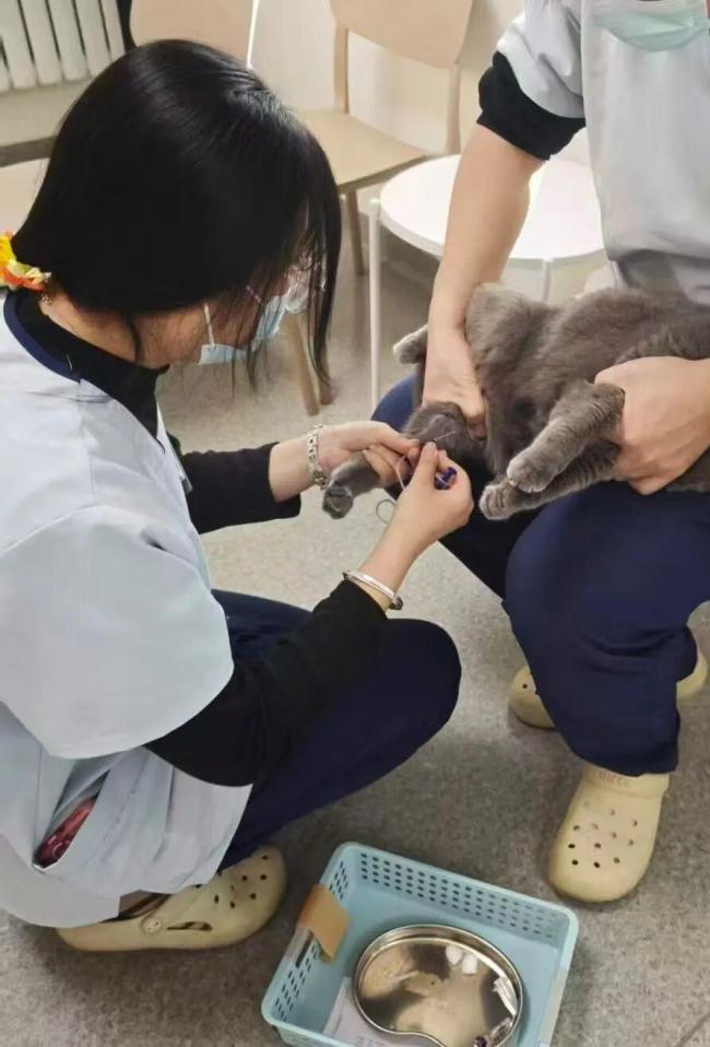 每月花500灵为猫续命，10年北漂重新审视独居生活：孤独与成长的代价