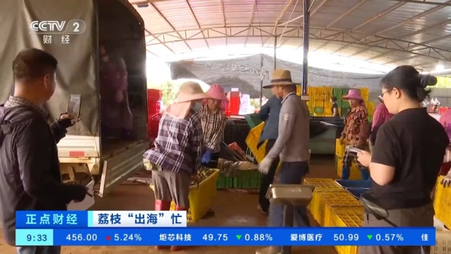 海南自贸港多项便利举措助力荔枝加速“出海”