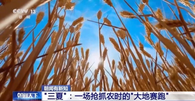 西南麥區(qū)迎來(lái)大面積收獲 “三夏”大忙拉開(kāi)帷幕