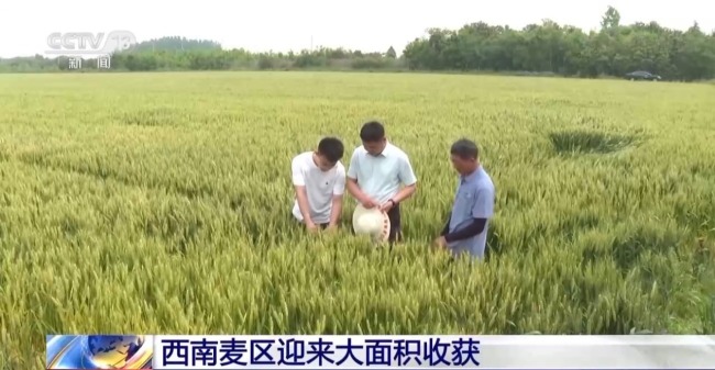 西南麦区迎来大面积收获 “三夏”大忙拉开帷幕