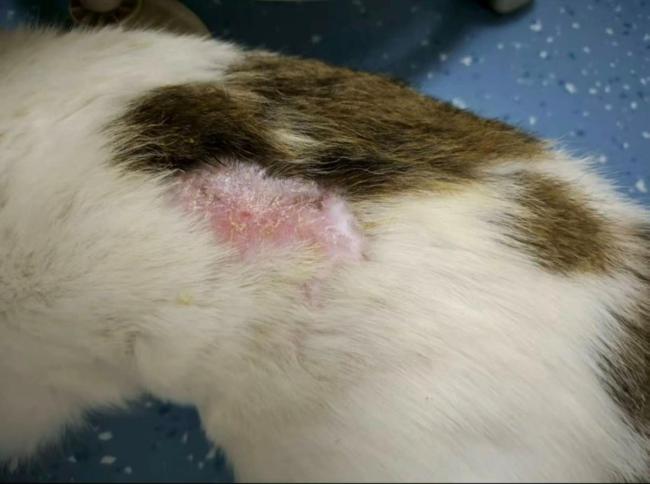 给重伤猫移植鱼皮能救命?兽医揭秘 冷门治愈黑科技