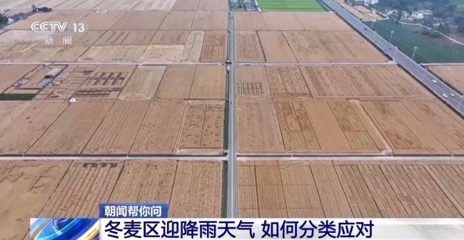 冬麦区迎降雨天气 各地如何分类应对 夏收抢进度