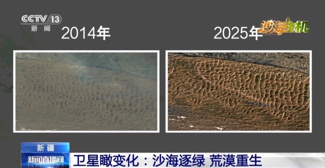 古爾班通古特沙漠綠量持續(xù)擴容