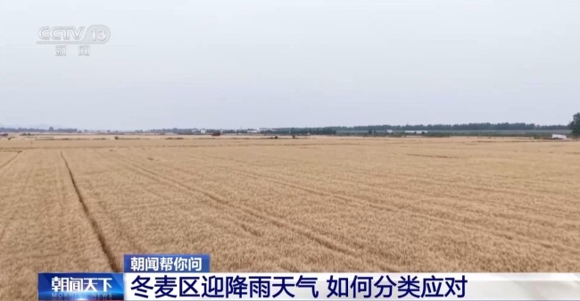 冬麥區迎降雨天氣 各地如何分類應對？