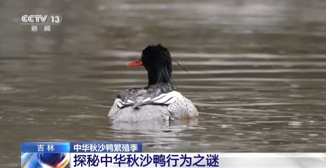 中華秋沙鴨見證長白山的“生態(tài)之變”