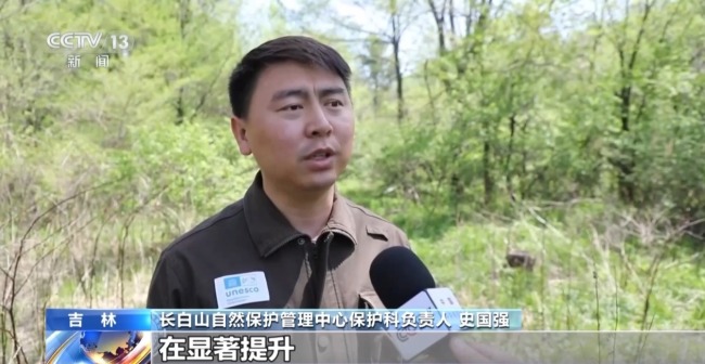 中華秋沙鴨見(jiàn)證長(zhǎng)白山的“生態(tài)之變”