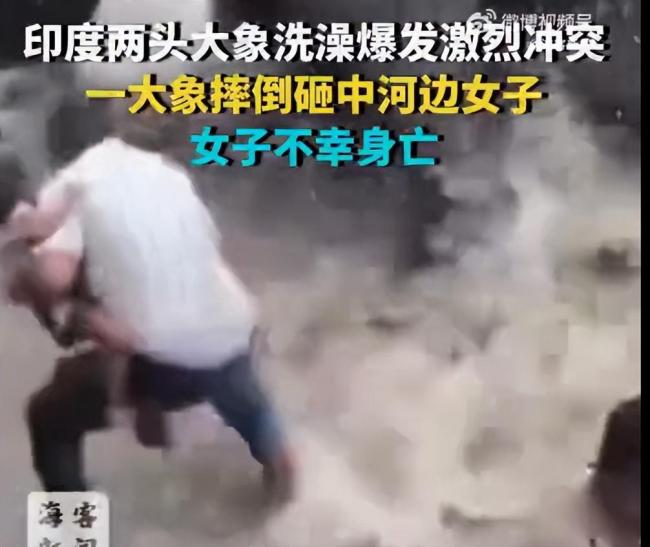 印度2只大象河边打斗一女子被砸死 悲剧现场目击