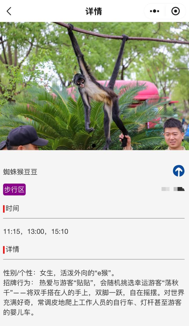 网红蜘蛛猴与饲养员互薅头发走红 憨态可掬圈粉无数