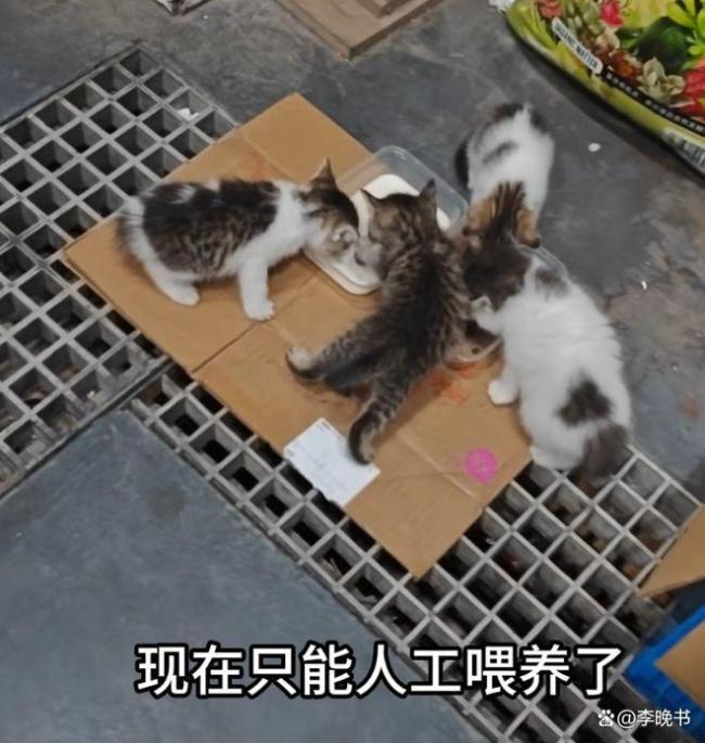 車主2次調(diào)整方向碾壓洗車店內(nèi)貓咪 為富不仁行為引眾怒