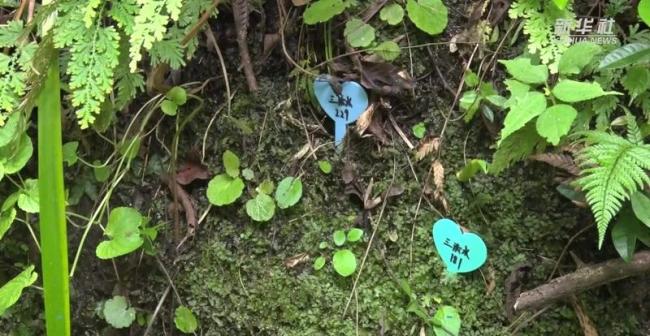 赤峰一地发现“极危物种” 当地老铁称常见
