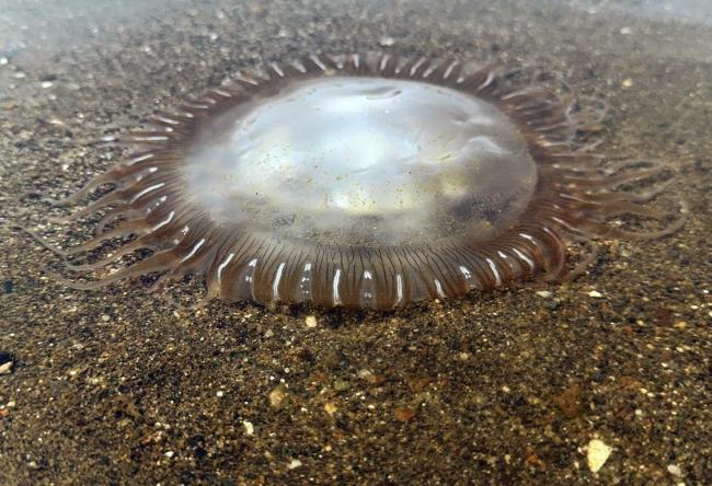 墨西哥海湾出现大量水母尸体