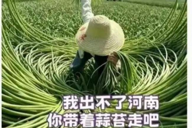 蒜薹段子背后的真正痛点 荒诞剧中的农业经济学